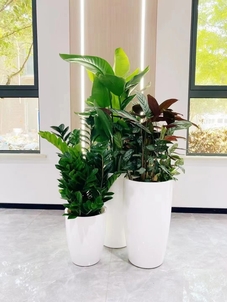 宁波北仑绿化修剪哪家好